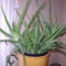 aloevera_