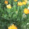 Körömvirág - c. sárga