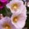 Mályvaózsa -szimpla rózsaszín