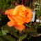 Rózsa Borostyán színű