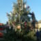 Ádvendi Karácsonyfa állítás 2012 XII 1-én Szuhánszki Jocó javít még egy kicsit a díszítésen