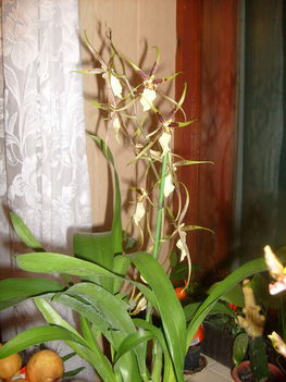 Brassia