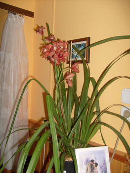 Cymbidium