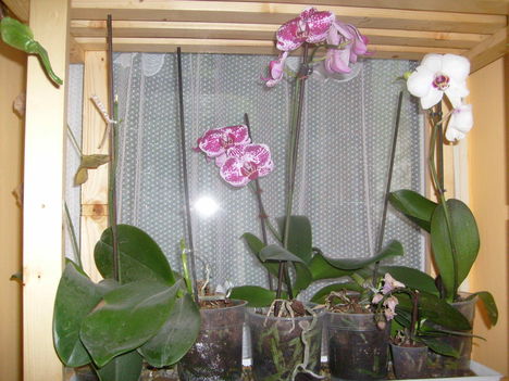 Lepkék