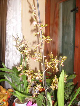 Oncidium