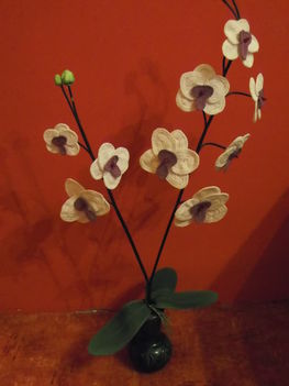 Orchidea