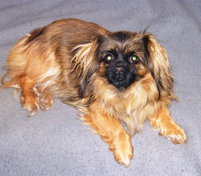Pici II, a kütyusom