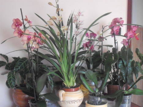 20110507 viragaim 001