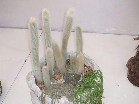 556