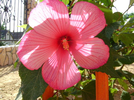 Mocsári Hibiszkusz