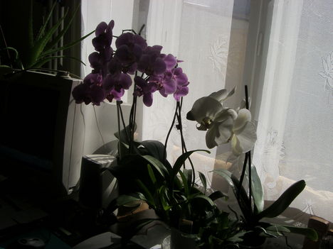 orhideáim