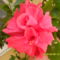 SAM_8494