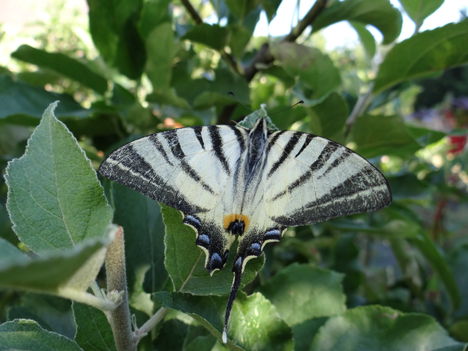 Sérült lepke 2