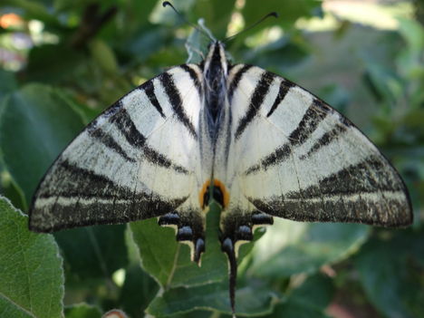 Sérült lepke 5