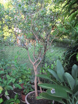 Túlkoros termő déligyümölcs, 2 m. felett 5 - sárga guava