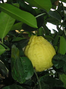 2012 12 07 008mw