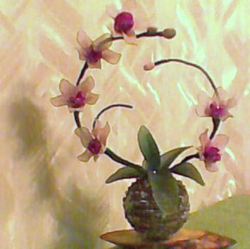 Rózsaszin orchidea