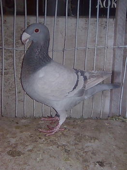 Kék fakó tojóm 2012