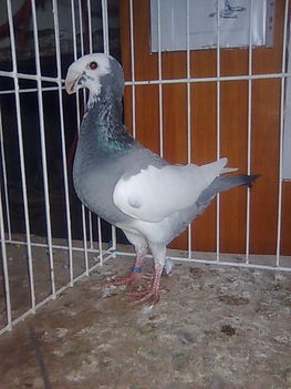 Kék tarka tojóm