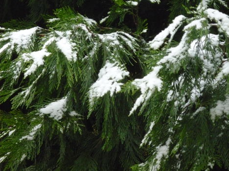 2012.dec.22.Ismét egy kicsi izelítő a télből.