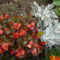 Begonia semperflorens,Cinerária maritima