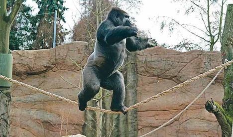 gorilla a kötélen