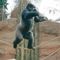 gorilla a kötélen