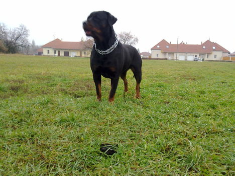 Beuska
