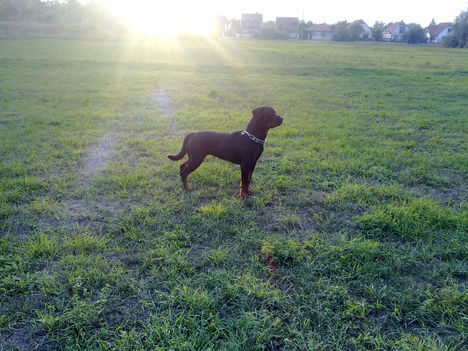 Beuska