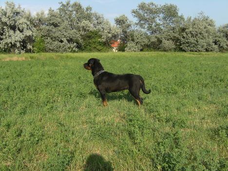 Beuska