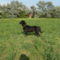 Beuska