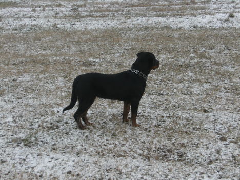 Beuska