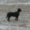 Beuska