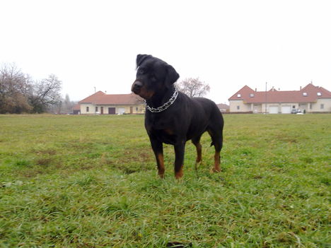 Beuska (Karácsony reggel)