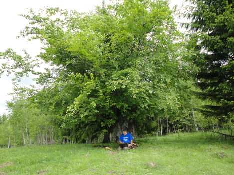Csinód 2012 június 1 002