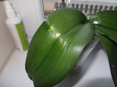 "Foltos" phalaenopsis 