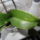 Orchideáim