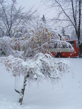 Fehér, sárga, piros, fekete