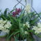 orchideavirágzás