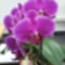 Sotetrozsaszin orhidea1