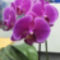 Sotetrozsaszin orhidea2