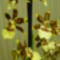2012  nov. Új Cambria Orchideánk