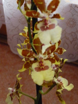 2012  nov.Közelről a Cambria orchidea