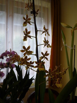 2012 nov.Orchideák érdekesen