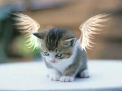 angyal cica