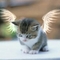 angyal cica