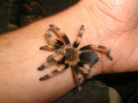 Brachypelma smithi 0.0.1