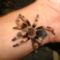 Brachypelma smithi 0.0.1