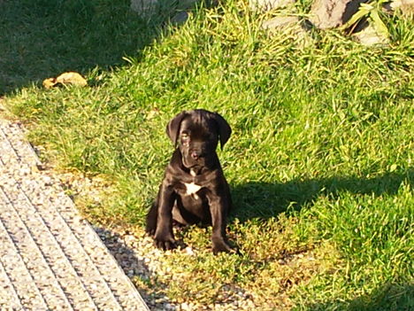 Cane_corso_1[2]