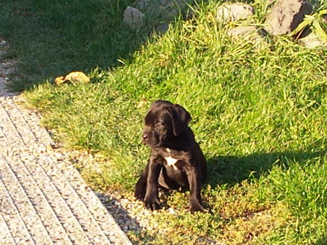 Cane_corso_2[1]